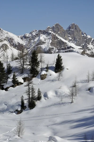 Träd och auta peek, Dolomiterna — Stockfoto