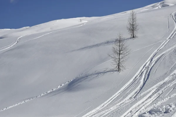Zwei Bäume am schneebedeckten Hang — Stockfoto