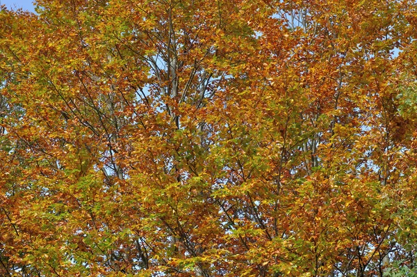 Autumn branches #1 — Stock Photo, Image