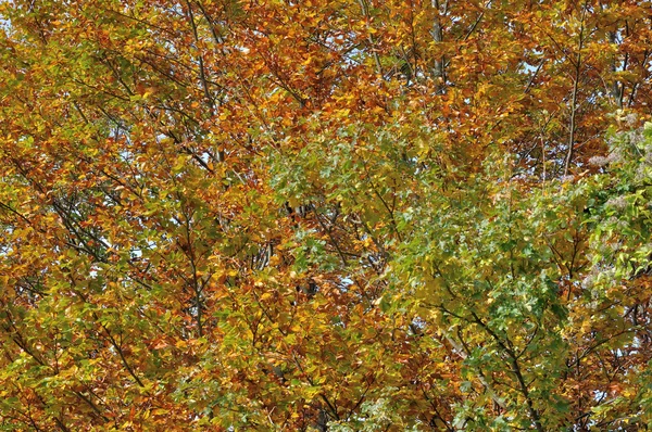 Autumn branches #2 — Stock Photo, Image