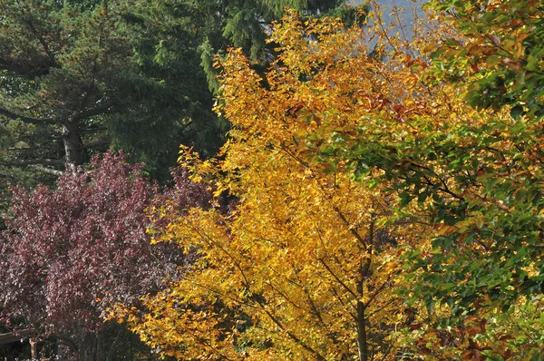 Autumn branches #6 — Stock Photo, Image