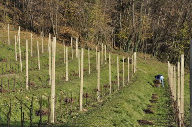 Winter work in vineyard, lombardy clipart