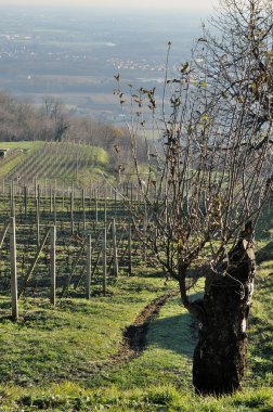 tepelik üzüm bağları, lombardy