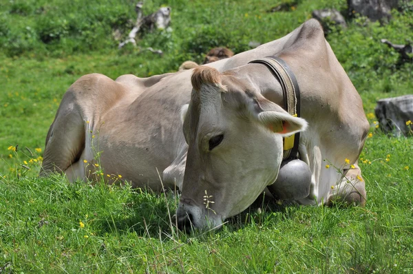 Pâturage vache, passe lucomagno # 7 — Photo