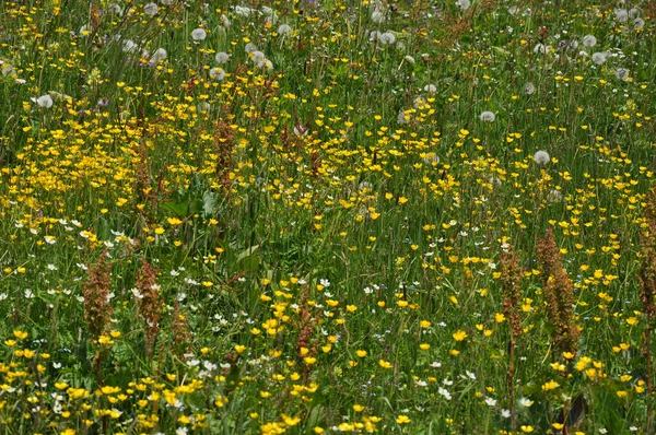 Flores alpinas # 3 — Fotografia de Stock