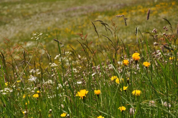 Pradera alpina con flores, Suiza — Foto de Stock