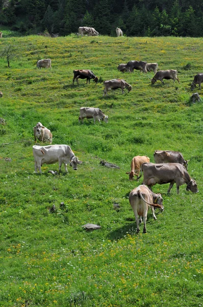 Pâturage des vaches, col lucomagno — Photo