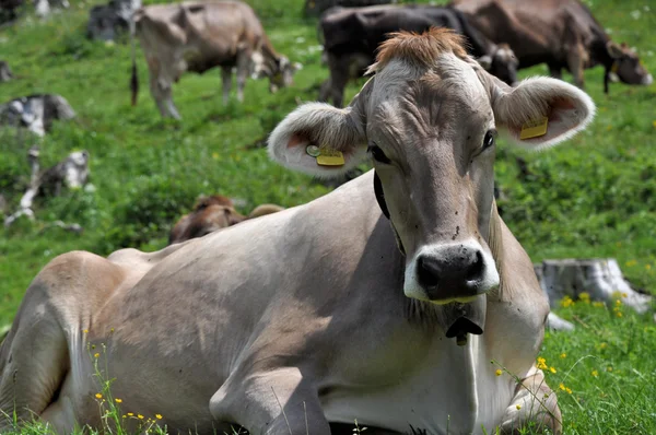 Pastagem de vacas, passe de lucomagno # 6 — Fotografia de Stock