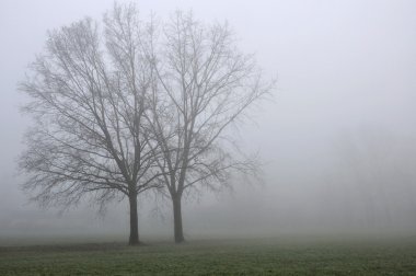 Büyük ağaçlar siste, lombardy