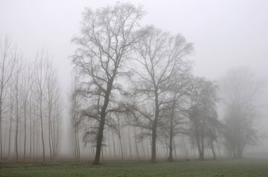 sis, lombardy ağaç sınırı