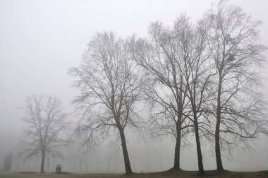 sis, lombardy ağaçlarda grubu