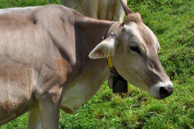 Cow pasture, lucomagno pass #3 clipart