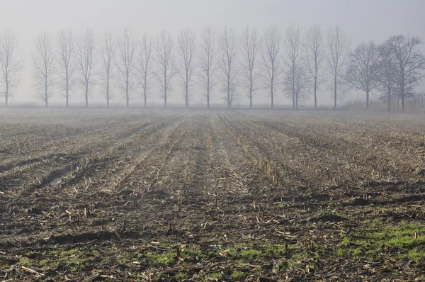 Stubble fields in foggy winter — Stock Photo, Image