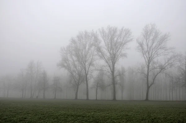 Sis, Lombardiya bölgesindeki büyük ağaçların hatları — Stok fotoğraf