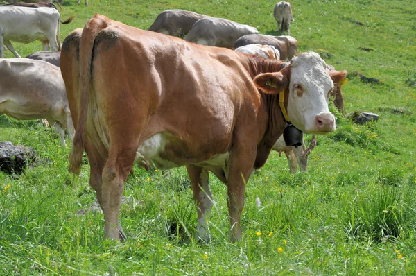 Pastagem de vacas, passe de lucomagno # 1 — Fotografia de Stock
