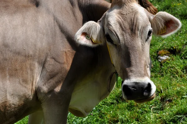 Pastagem de vacas, passe de lucomagno # 2 — Fotografia de Stock