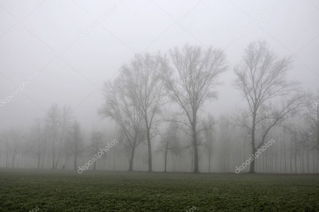 Lines of big trees in fog, lombardy