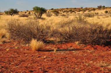 Bush ve sarı çim, kalahari