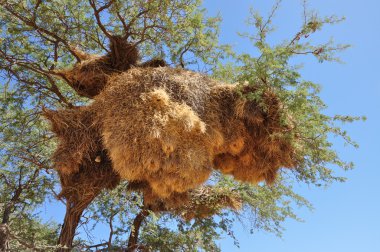 Big nest, kalahari clipart