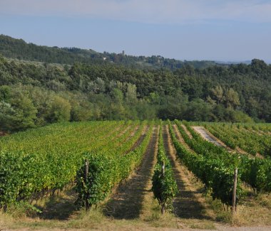 garfagnana içinde vigneyard