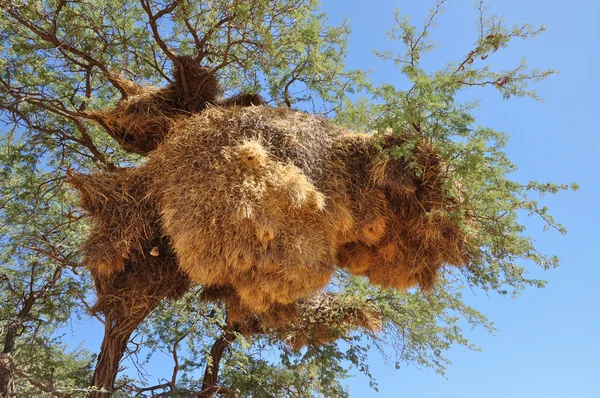 stock image Big nest, kalahari