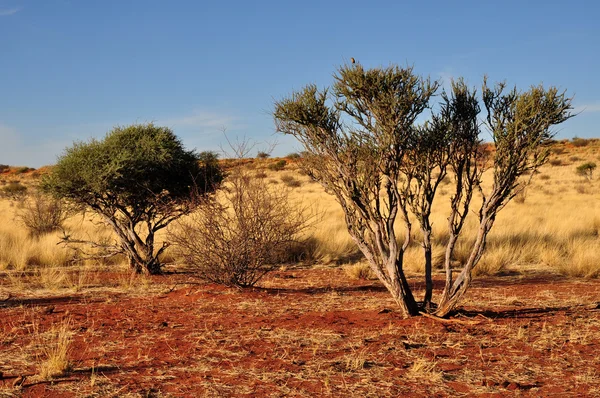 Arbustos sobre arena roja, kalahari — Foto de Stock