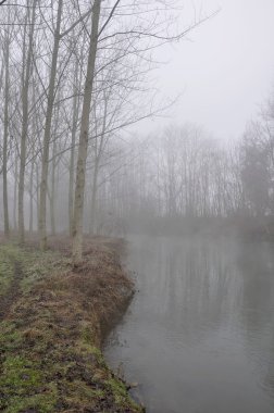 Trees in fog on muzza banks #3, lombardy clipart