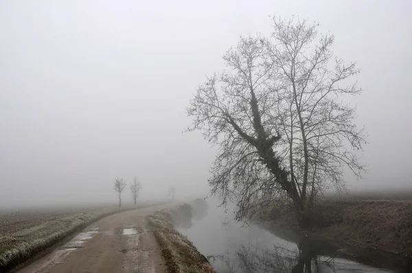 stock image Tree and canal in fog, lombardy