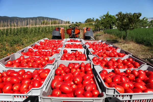 Tomates frescos em trator — Fotografia de Stock