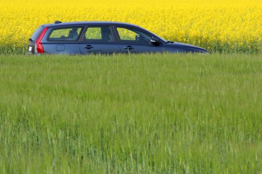 Modern car between yellow colza and green fields clipart