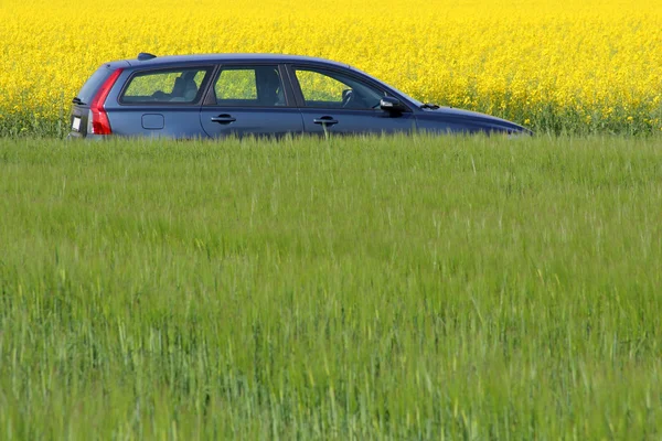 Carro moderno entre colza amarela e campos verdes — Fotografia de Stock