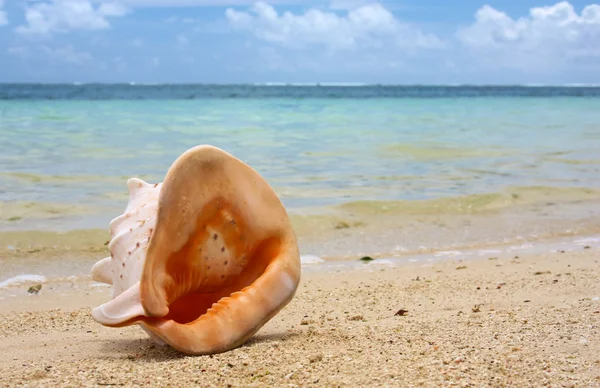 stock image Shell in front of the ocean