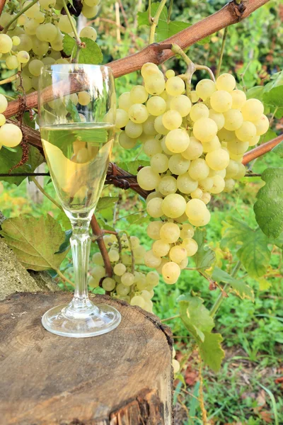 Glass wine and grape — Stock Photo, Image