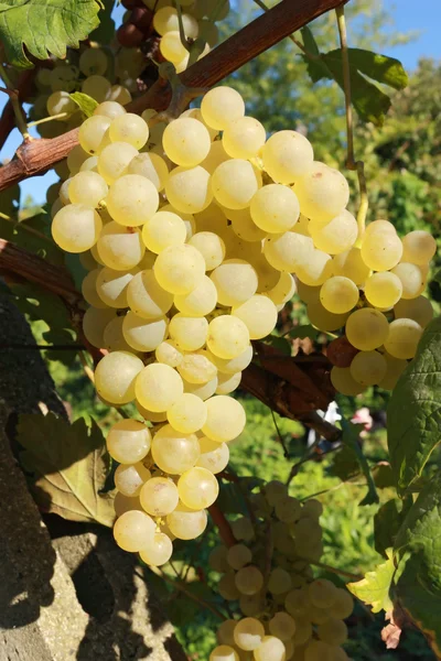 Yellow grape bunch — Stock Photo, Image