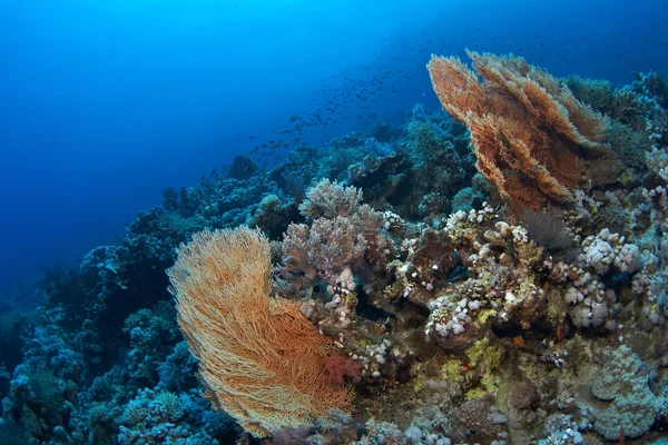 Unterwasserlandschaft mit Gorgonien — Stockfoto