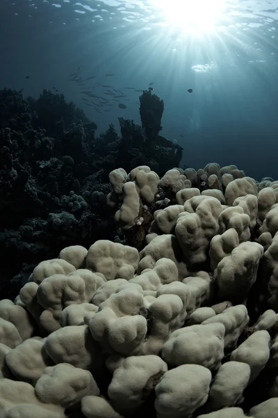 Unterwasserlandschaft mit Korallen & Sonne. — Stockfoto