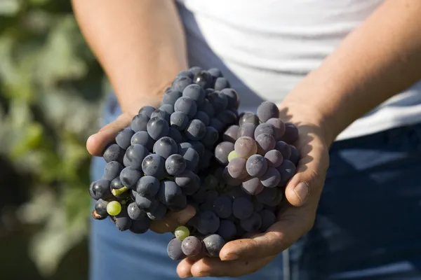 Vine grapes — Stock Photo, Image