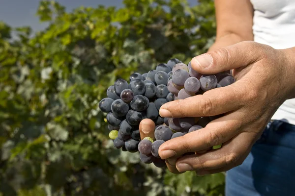 Садженці винограду Ліцензійні Стокові Фото