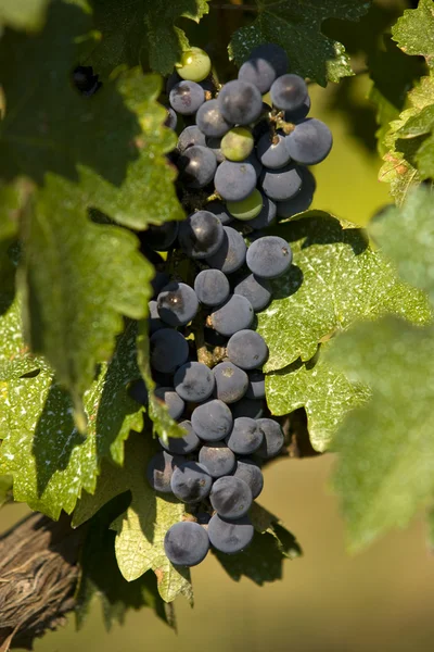 Winogron winorośli Zdjęcie Stockowe