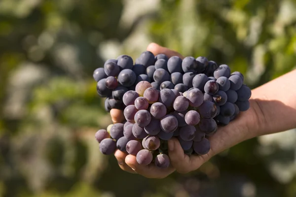 Садженці винограду Стокове Зображення