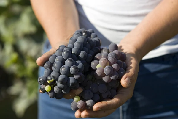 Садженці винограду Ліцензійні Стокові Зображення