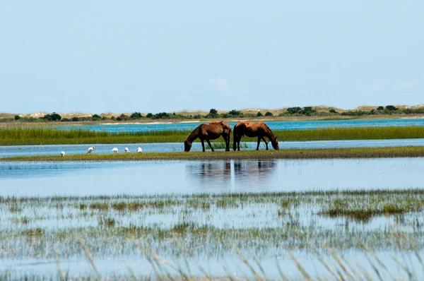 stock image Wild horses