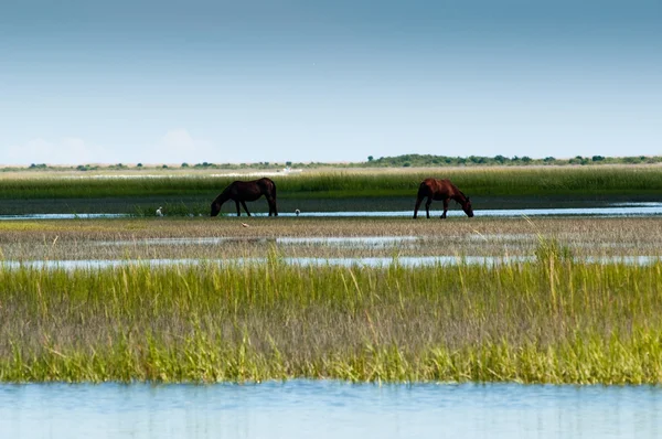 stock image Horses feeding