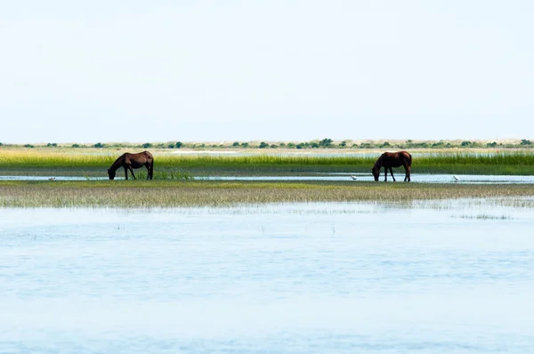 stock image Horses feeding