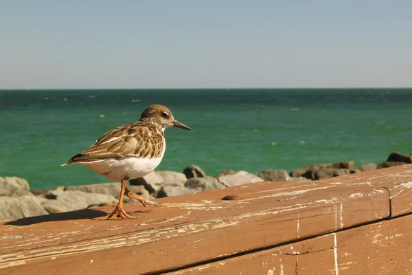 Bird on the fence — Stock Photo, Image