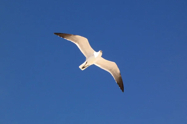 Flying Seagul — Stock Photo, Image