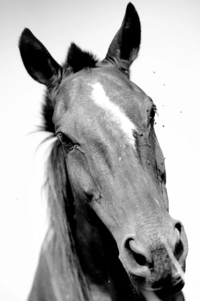 หน้าม้า — ภาพถ่ายสต็อก