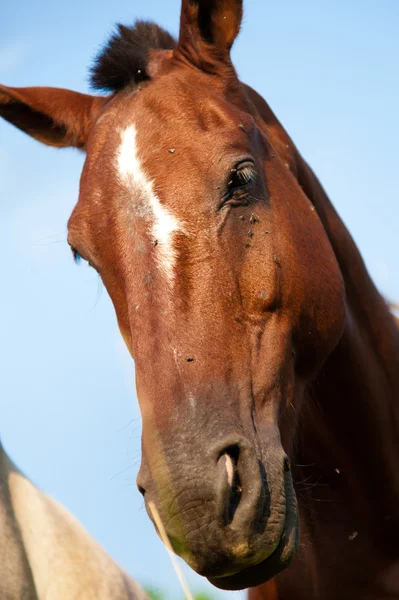 Cara de caballo — Foto de Stock