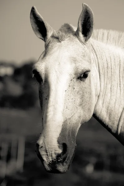 Face de cheval — Photo