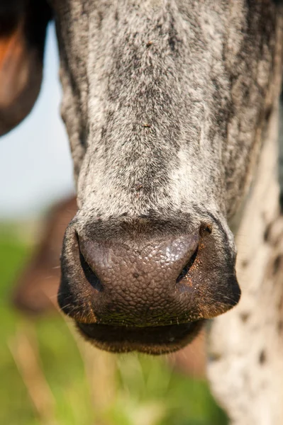 Zavřít záběr na krávu — Stock fotografie